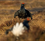 BB 08 0115 / Tetrao tetrix / Orrfugl